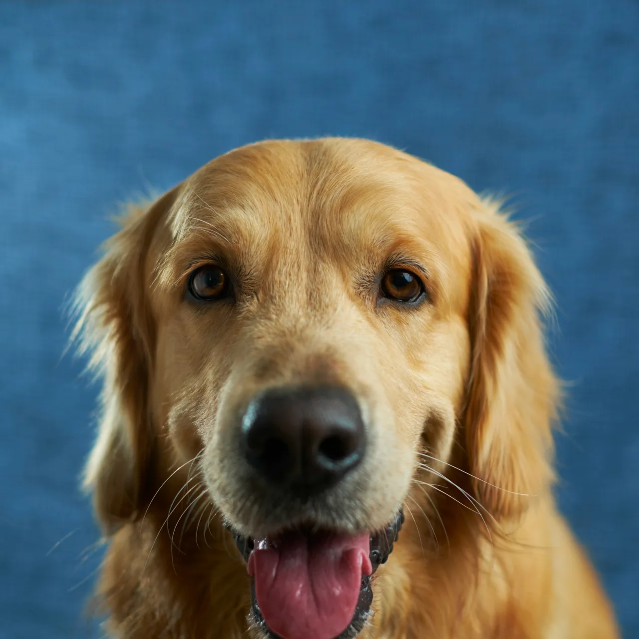 Groomer portrait